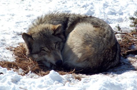 Gray wolf (Canis Lupis)