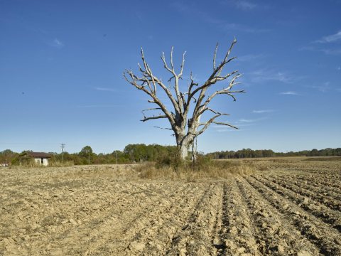 Cotton field ready for planting and a tree (possibly) ready for sprouting near tiny Glendora, Mississippi
