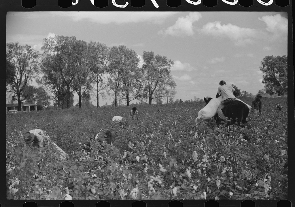 "Riders" bring in the sacks of cotton on mule's back from the field to the wagon where it is unloaded and weighed. This…