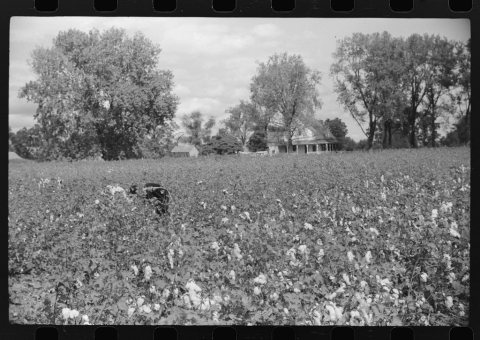 Untitled photo, possibly related to: Picking cotton, Nugent Plantation