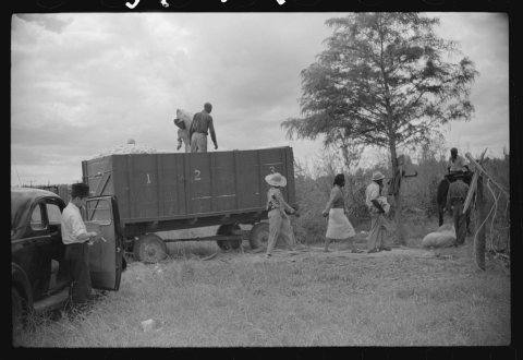 Weighing and picking operations on Nugent cotton plantation