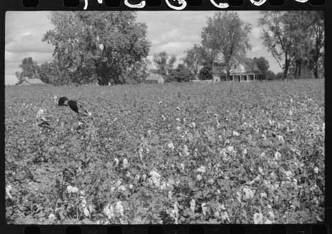 Untitled photo, possibly related to: Picking cotton, Nugent Plantation