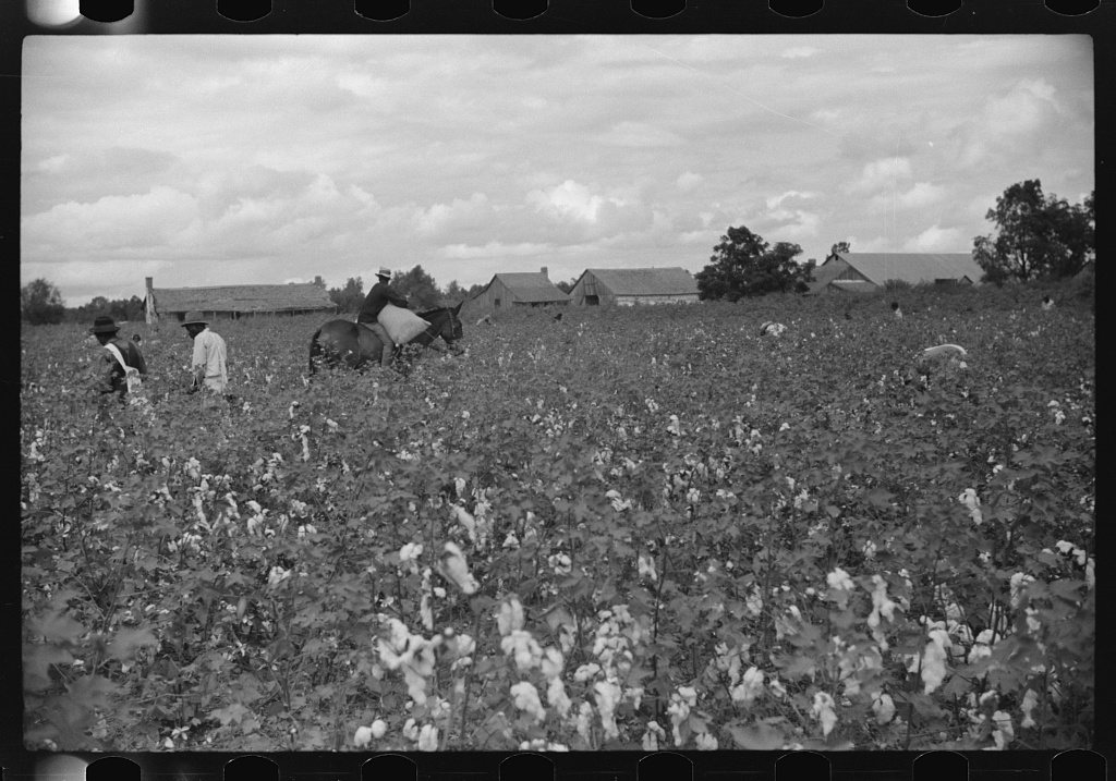 "Riders" bring in the sacks of cotton on mule's back from the field to the wagon where it is unloaded and weighed. This…