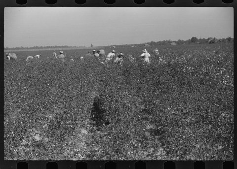 Untitled photo, possibly related to: Picking cotton, Nugent Plantation