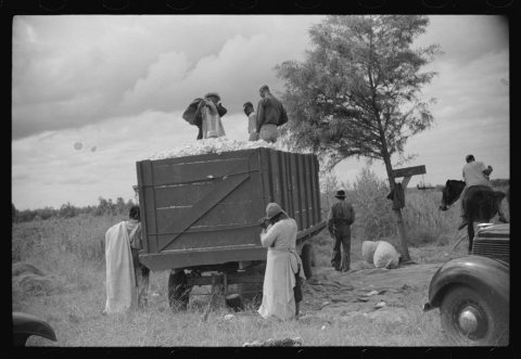 Untitled photo, possibly related to: Weighing and picking operations on Nugent cotton plantation