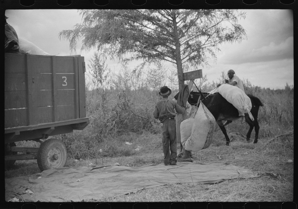 Untitled photo, possibly related to: Weighing and picking operations on Nugent cotton plantation