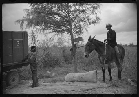 Weighing and picking operations on Nugent cotton plantation