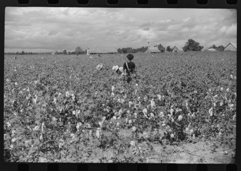 Picking cotton, Nugent Plantation