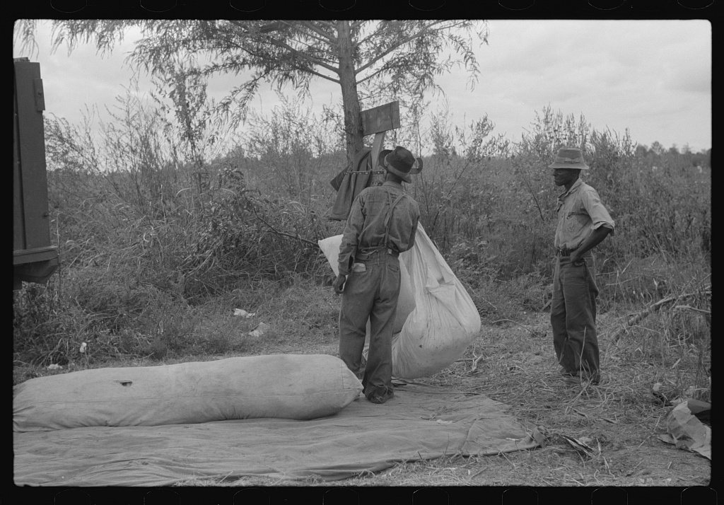 Weighing and picking operations on Nugent cotton plantation