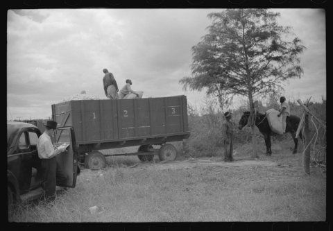 Untitled photo, possibly related to: Weighing and picking operations on Nugent cotton plantation