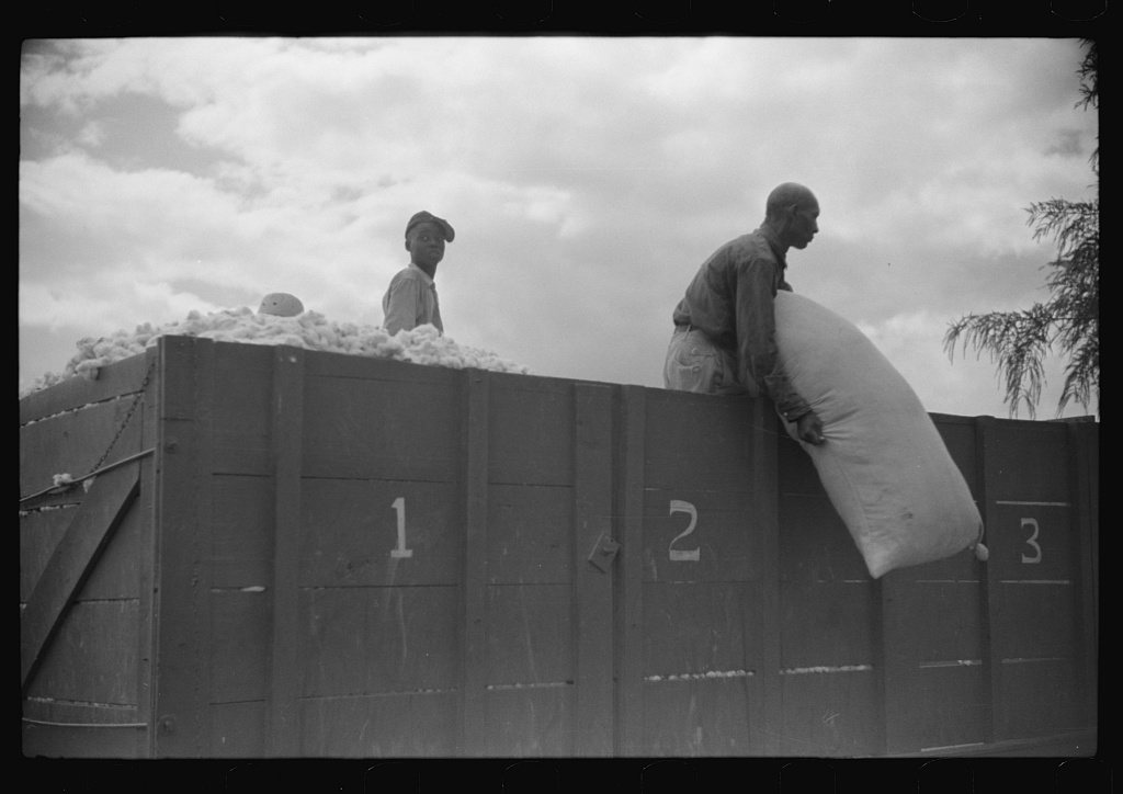 Untitled photo, possibly related to: Weighing and picking operations on Nugent cotton plantation