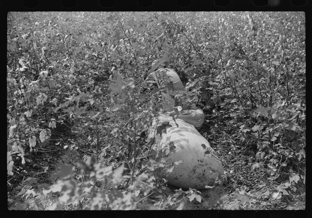 Untitled photo, possibly related to: "Riders" bring in the sacks of cotton on mule's back from the field to the wagon w…