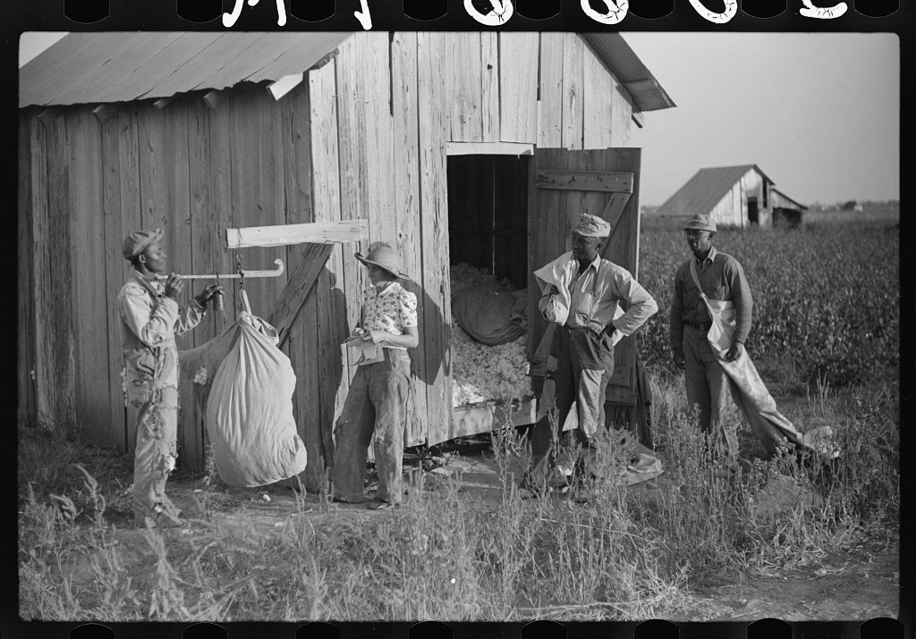 Untitled photo, possibly related to: Weighing up cotton on Sunflower Plantation, FSA (Farm Security Administration), pr…