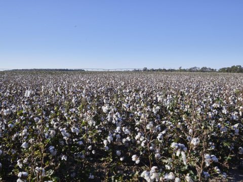 Cotton field near Friars Point, Mississippi