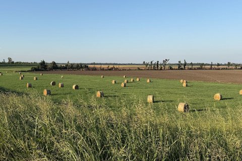 Hay bales near