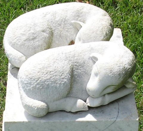 Lambs