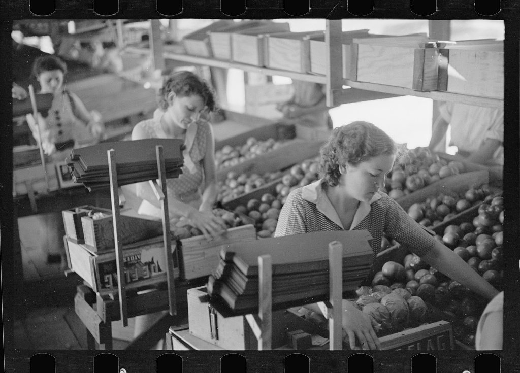 Untitled photo, possibly related to: Packing tomatoes for market at small packing depot at Terry, Mississippi, which ca…