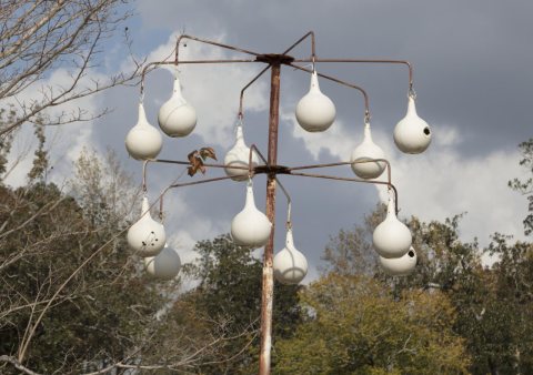 Painted gourds are often fashioned into nests for purple martins, as here