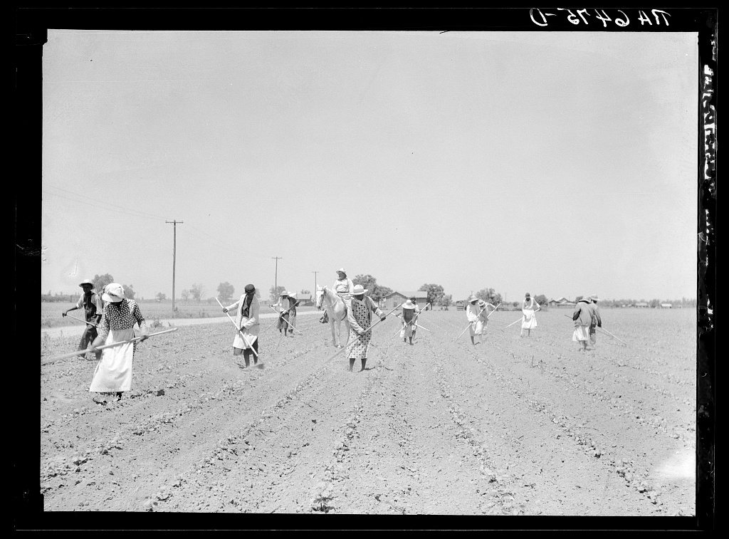 Cotton chopping on Mississippi Delta land near Clarksdale, Mississippi