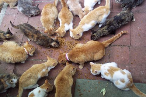 Rsgranne - Cats cats cats! (Arrow Rock, Missouri, 20050703) 03 (by-sa)