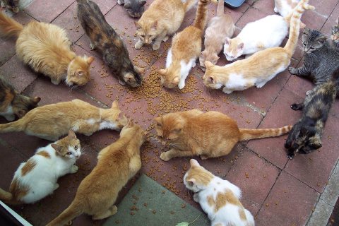 Group of cats circle around catfood