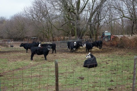 Cows with unusual faces while away the hours