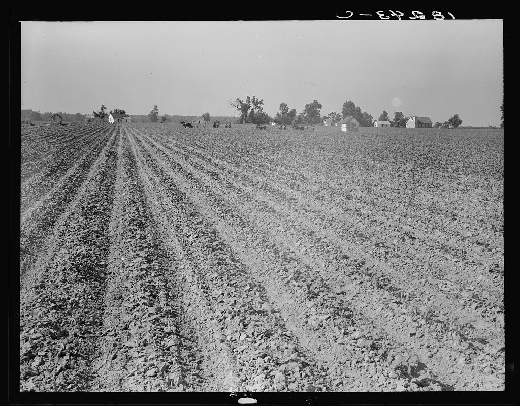 Cabins of colored sharecroppers and plantation buildings seen across the cotton fields. Note church. Near England, Arka…