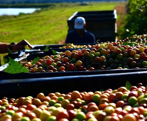 Grape harvest in