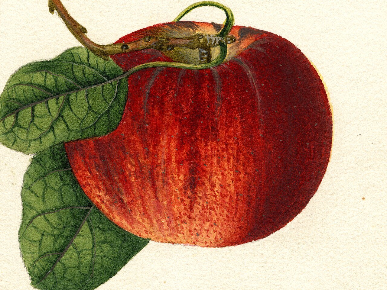 Pomological Watercolor POM00002300 (cropped)
