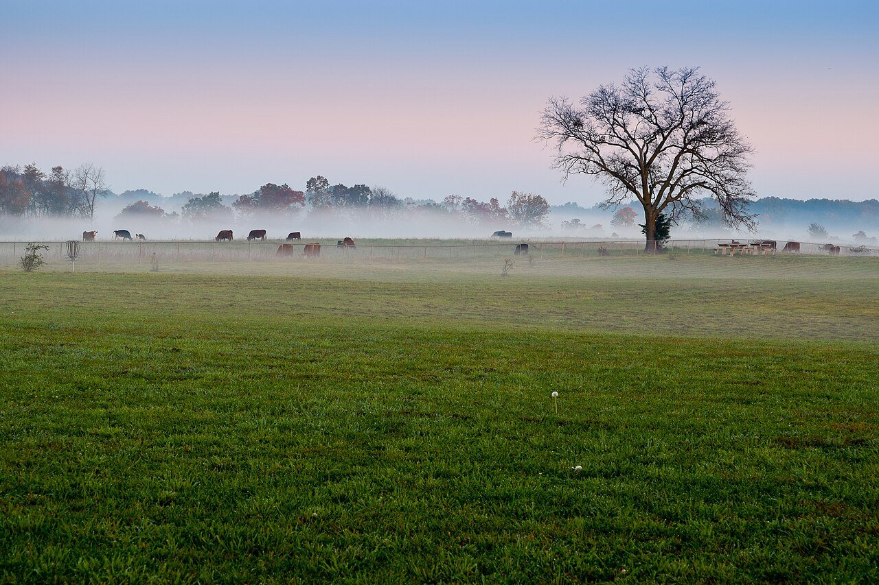 A Tree in the Mist (Roller Park in