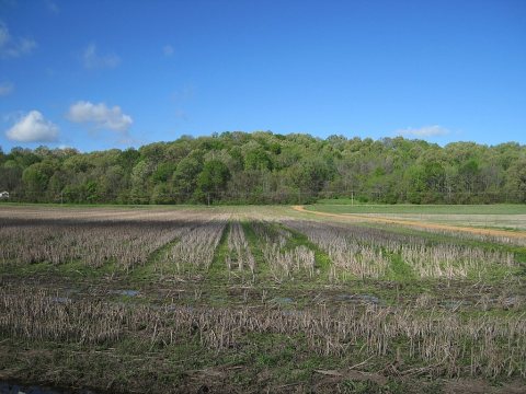 Madison AR 005