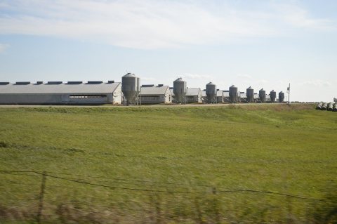 Concentrated animal feeding operation, Missouri (2)