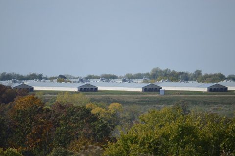 Concentrated animal feeding operation, Missouri (1)