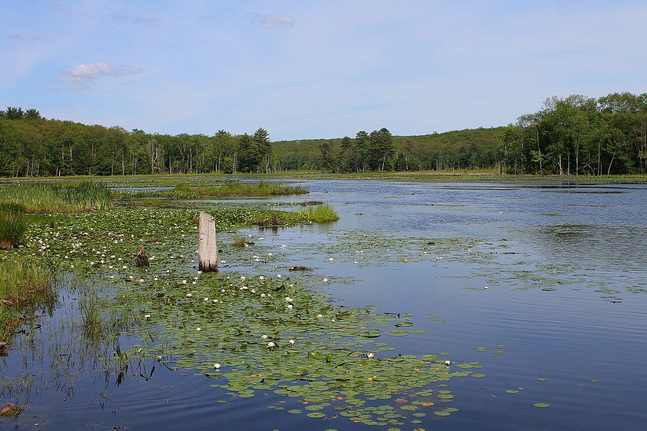 Mud Pond