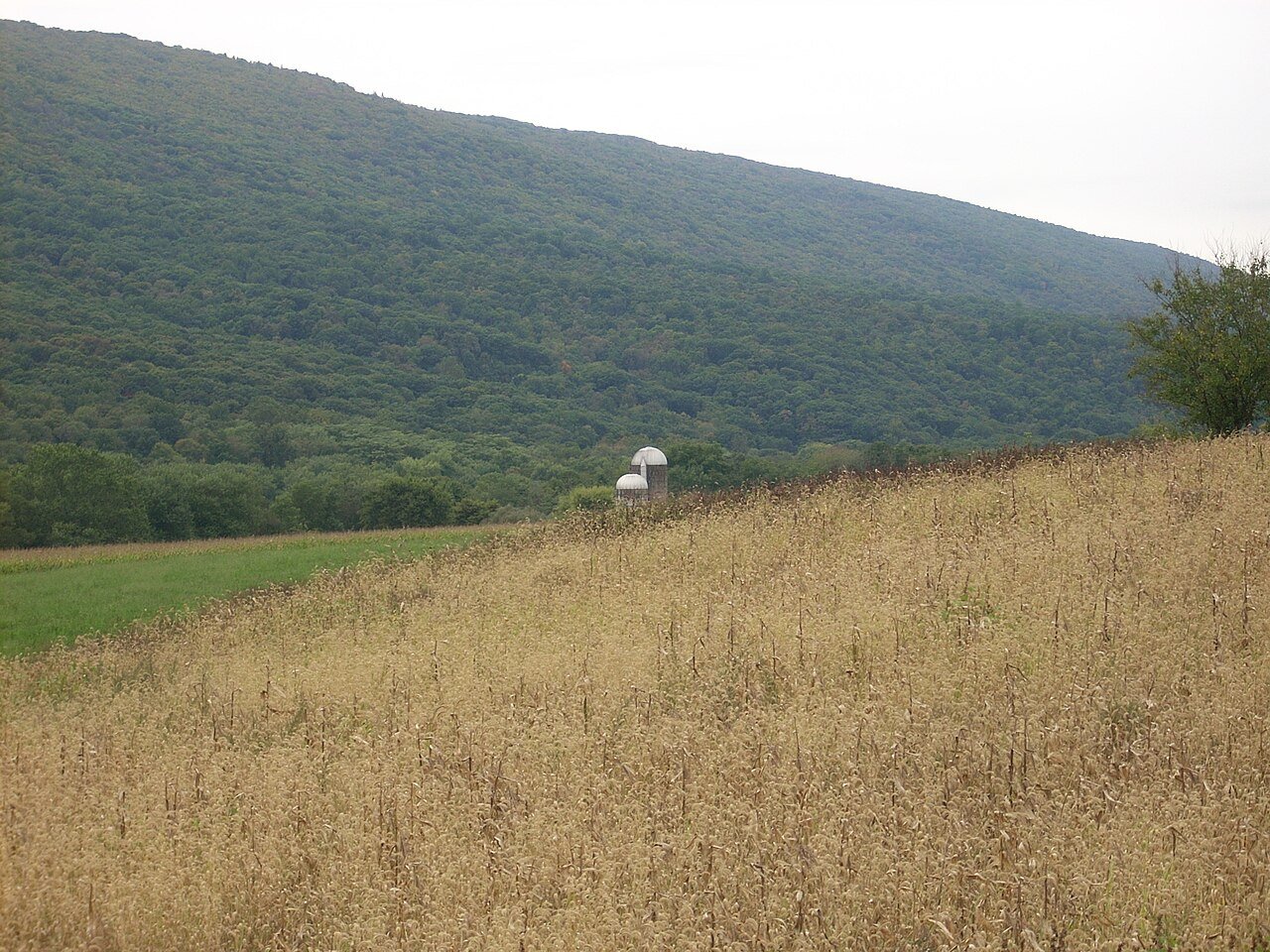 Walker
