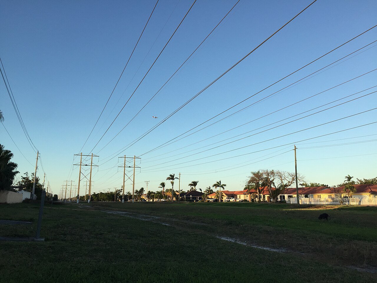Tamiami