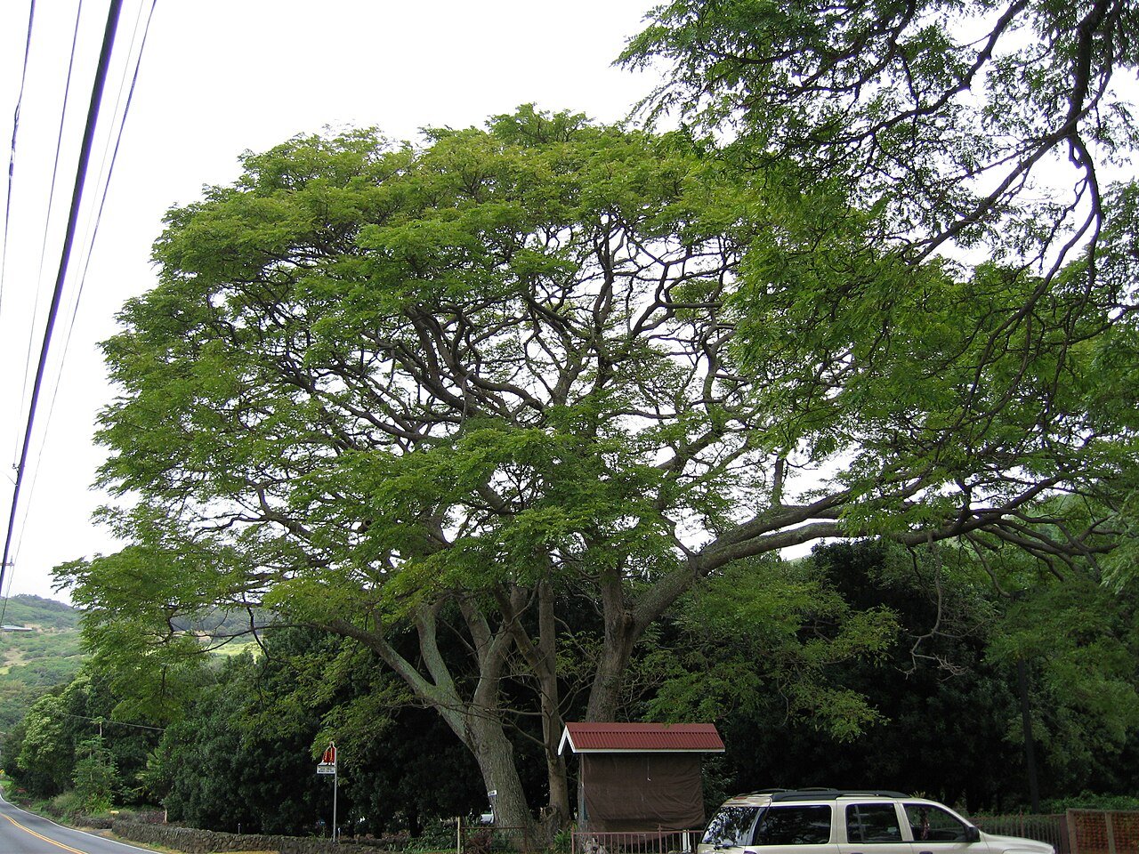 MarktwainmonkeypodtreewaiohinuHI