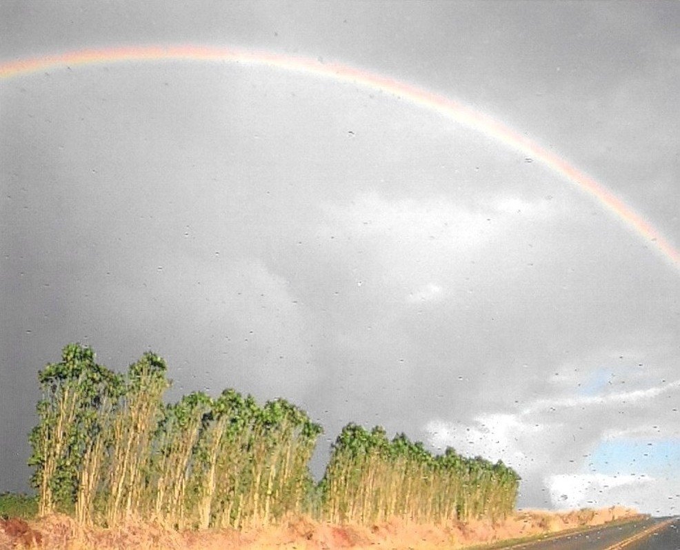 Wahiawa