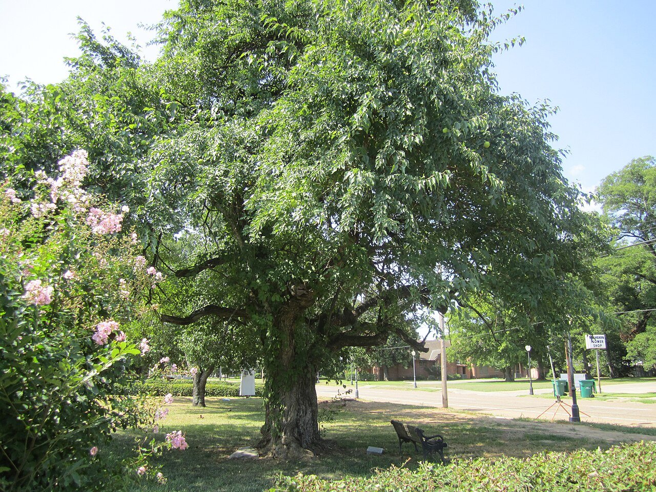 Rayville